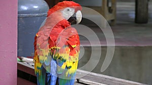 Close up video of Scarlet Macaw. It has suffered from local extinction through habitat destruction and capture for the parrot trad