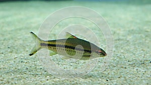 Close up video of Slender barb in the aquarium. The slender barb or longbeard barb is a species of ray-finned fish in