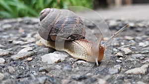 Close-up video with a snail crawling on the asphalt to the side