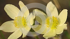Close-up video of spring-flowering pasque Pulsatilla flowers in the pine forest at Spring time