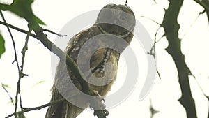 Close up video of young long eared owl Asio otus gazing bizarrely and sitting on dense branch deep in crown. Wildlife footage