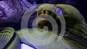 Close up viem of Big green murena in aquarium, underwater sea life, dangerous wild animal, murena with opened and closed