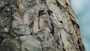 Close-up view 4k stock video footage of real organic texture of willow tree bark. Abstract background slow motion.