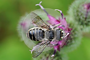 Close-up view from above of a Caucasian bee leafworm Megachile r