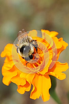 Close-up view from above of the Caucasian striped gray-black