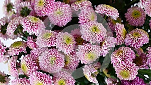 Close-up, view from above, Flowers, bouquet, rotation on white background, floral composition consists of pink Santini