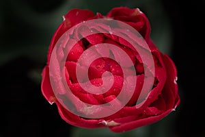 Close-up view from above of a red flowering tulip covered with small drops of water against a dark background