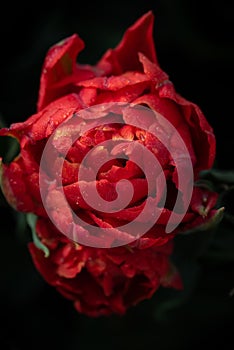 Close-up view from above of a red flowering tulip covered with small drops of water against a dark background