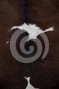 Close up view of abstract cow fur Texture