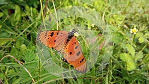 Close-up view of Acraea terpsicore

or commonly known as tawny coster butterfly