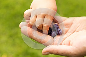 Close-up view of adult and child`s hand with blueberries against grass background