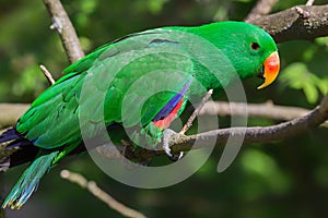 Close-up view of an adult male Eclectus Parrot