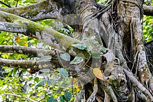 Close up view of an aged banyan tree roots and branches in the deep forest