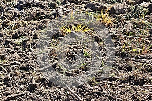 Close up view on agricultural fields with dry ground and tractor tracks