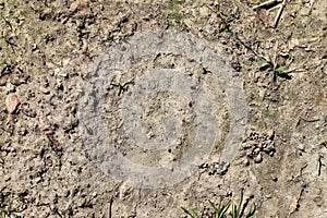 Close up view on agricultural fields with dry ground and tractor tracks