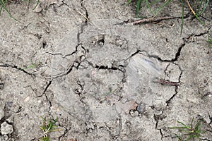 Close up view on agricultural fields with dry ground and tractor tracks