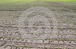 Close up view on agricultural fields with dry ground and tractor tracks