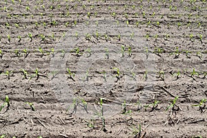 Close up view on agricultural fields with dry ground and tractor tracks