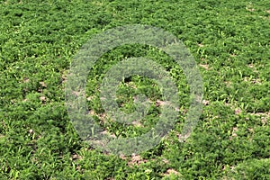 Close up view on agricultural fields with dry ground and tractor tracks