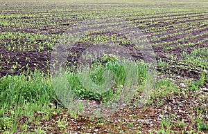 Close up view on agricultural fields with dry ground and tractor tracks