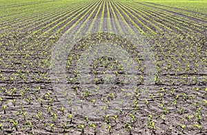 Close up view on agricultural fields with dry ground and tractor tracks