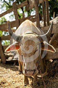 Close-up view of albino buffalo standing in the sunlight near a stable