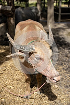 Close-up view of albino buffalo standing in the sunlight near a stable