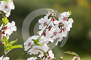 Close up view of Almond tree branch in full spring bloom