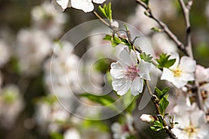 Close up view of Almond tree branch in full spring bloom