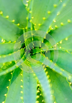 Close-up view of an Aloe Vera leavs