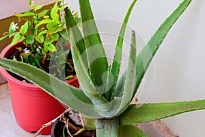 Close up view of the aloe vera plant