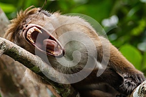 Close up view of an angry macaque monkey showing its scary teeth in a threatening manner on blur green nature background