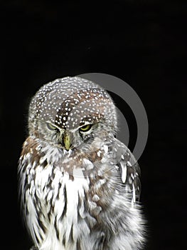 Angry Pearl-spotted owl