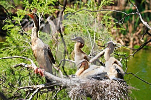 Close-up view of Anhingas perching and resting at the nest on the branches