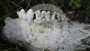 Close up view of animal teeth in a skeletal jawbone. Wear patterns on molar teeth visible