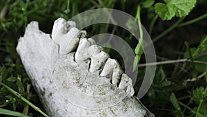 Close up view of animal teeth in a skeletal jawbone. Wear patterns on molar teeth visible