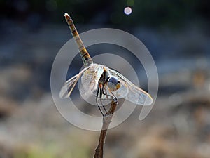 A close-up view of an Anisoptera, a close-up of a dragonfly insect