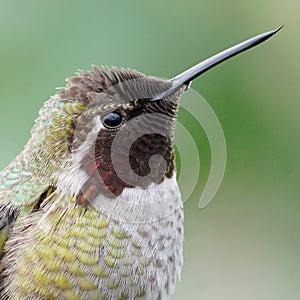 Close up View of an Annas Hummingbird Feathers