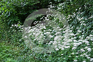 Close up view of anthriscus sylvestris or cow parsley