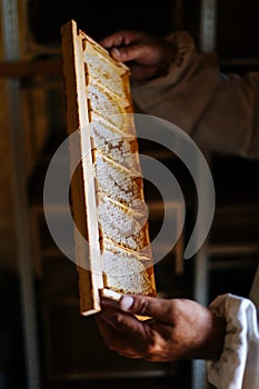 Close-up view of apiarist examining honey bee hive frame with cells filled with honey and pollen