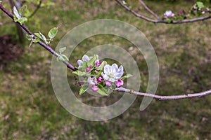 Close-up view of apple tree blossoms against a backdrop of a spring lawn in the garden