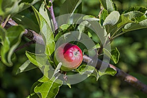 Close-up view of apple tree branches with red apples on warm sunny summer day