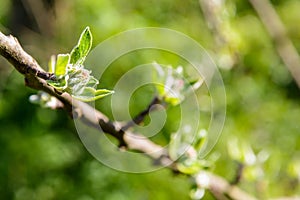 Close-up view of apple tree buds about to hatch at springtime photo