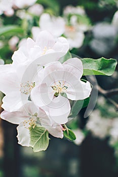 Close up view of apple tree flowers blooming.