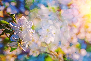 close up view on appletree flover on blurred background instagram stile photo