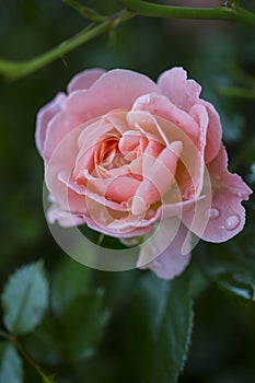 Close-Up View of Apricot Colored Rose