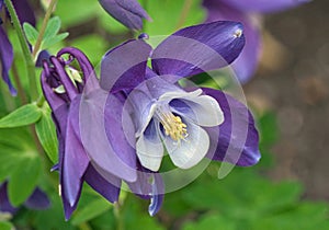 Close Up View of Aquilegia Columbine Flowers