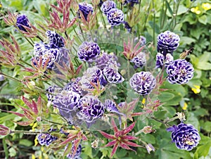 Close-up view of Aquilegia vulgaris `Christa Barlow`