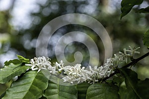 Close up view of arabica coffee white color flower blossom