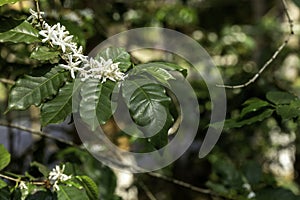 Close up view of arabica coffee white color flower blossom